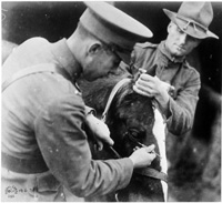Veterinarian treating horse